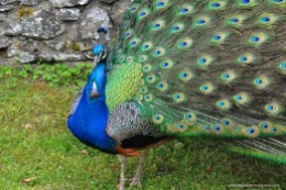 Peacock spotted in the grounds of a castle owned by a Scottish Duke! Vibrant colors!