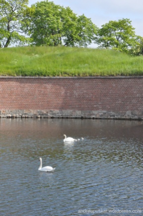 Did you know that swans are the birds of Denmark?? Can you spot the babies?