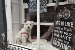There were Westies everywhere!!! This one was the cutest puppy!